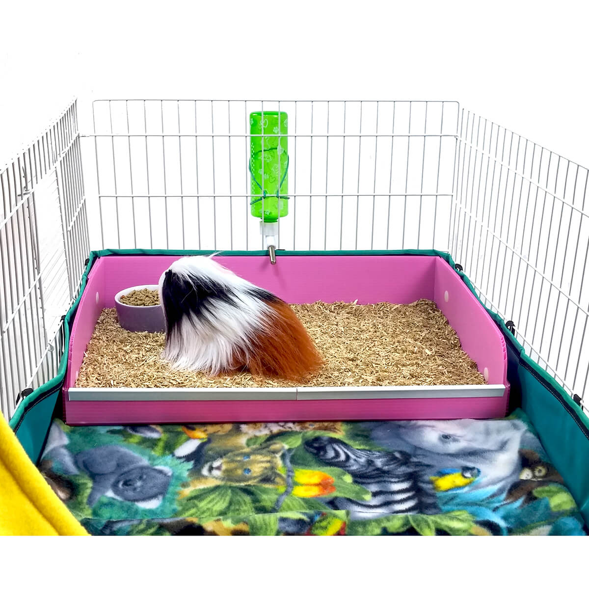 guinea pig coroplast tray