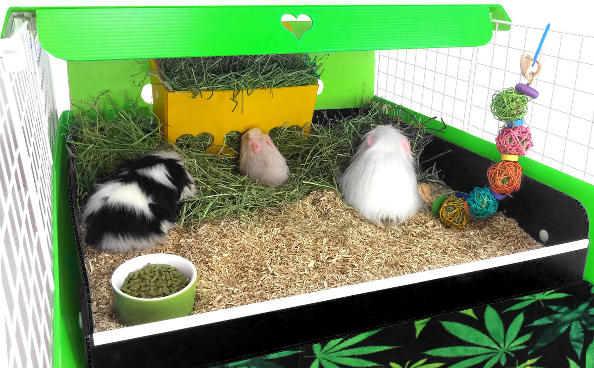 types of bedding for guinea pigs