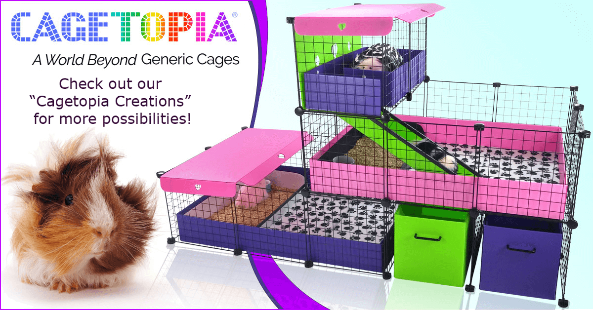 Guinea Pig Cages Store, Cagetopia C\u0026C 