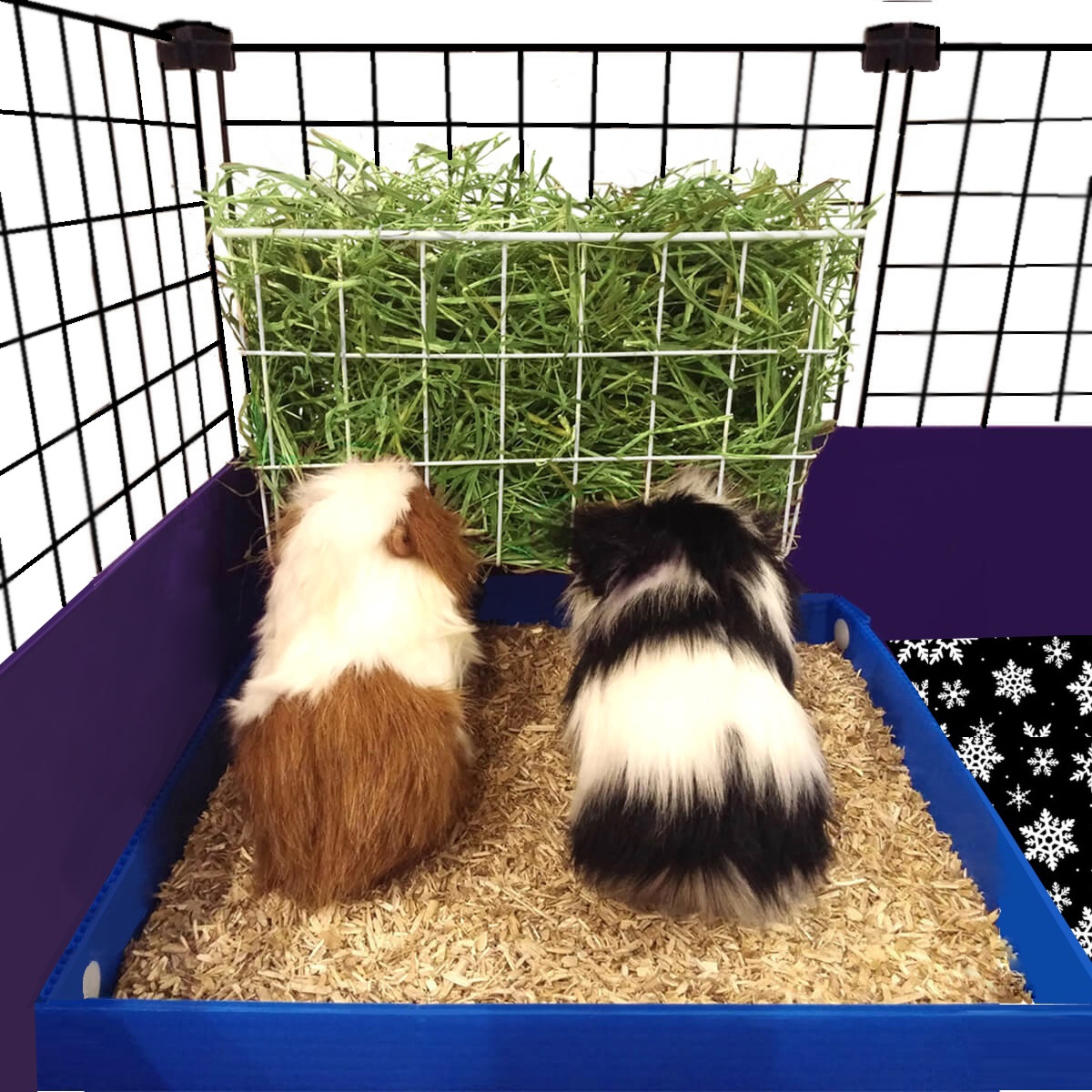 guinea pig coroplast tray