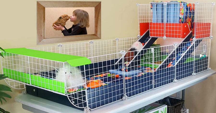 cool guinea pig cages